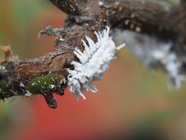 Cryptolaemus montrouzieri larva